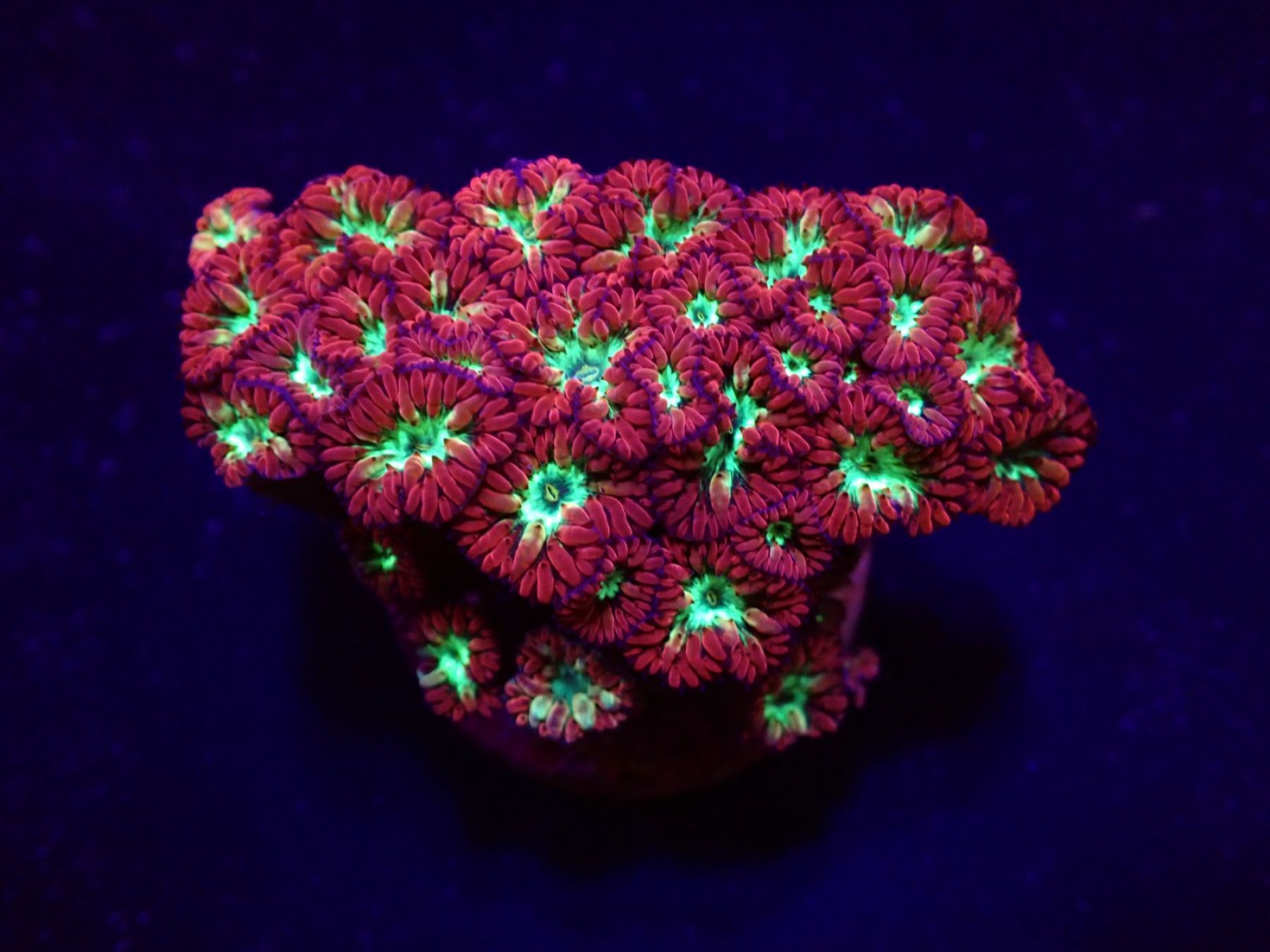 Blastomussa merletti (frag)